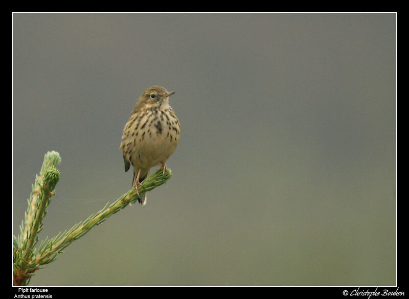 Pipit farlouse