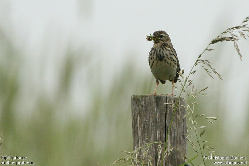 Meadow Pipitadult