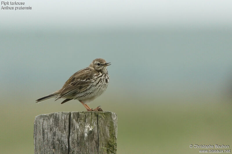 Pipit farlouse