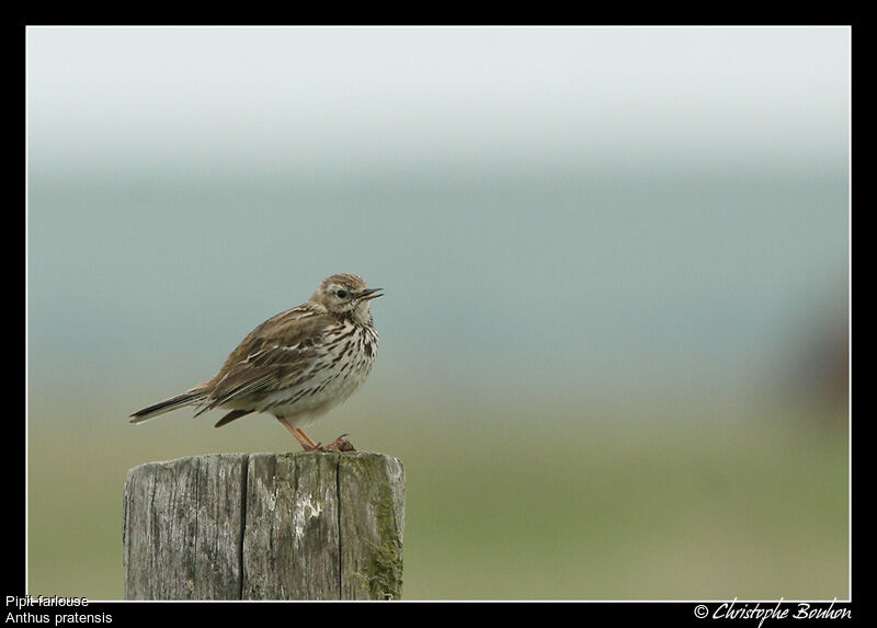 Meadow Pipit