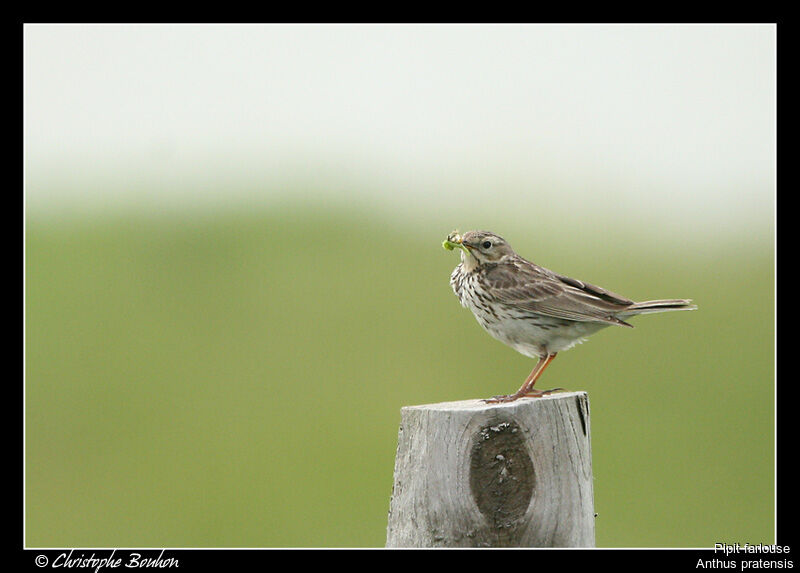 Meadow Pipit