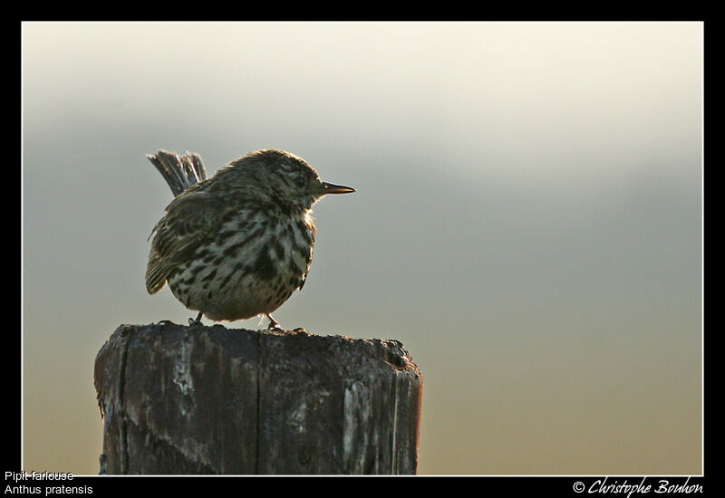 Pipit farlouse