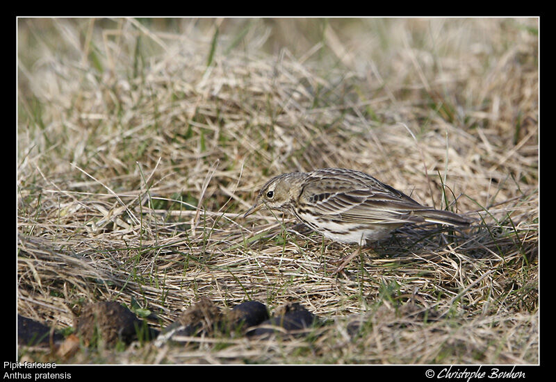 Meadow Pipit, identification, Behaviour