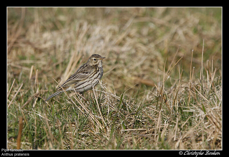 Pipit farlouse, identification, Comportement