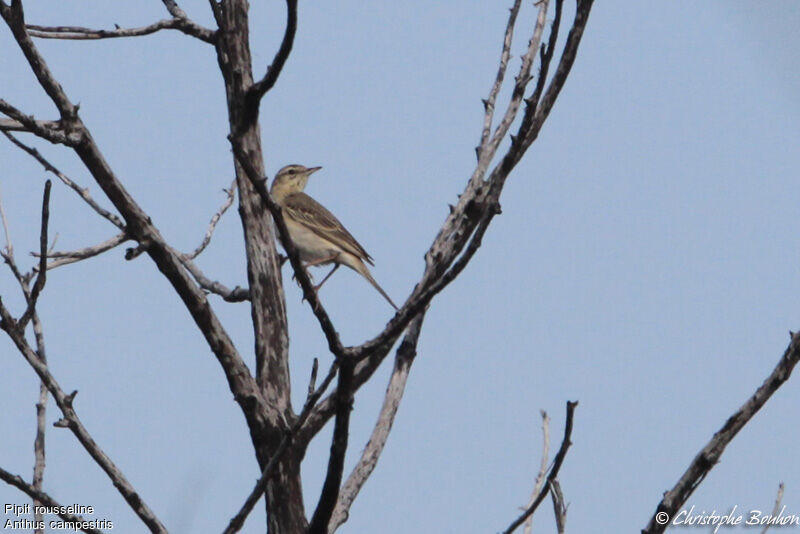 Pipit rousseline