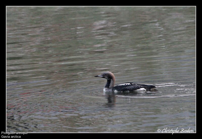 Plongeon arctique, identification