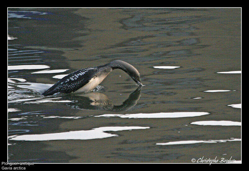 Plongeon arctique