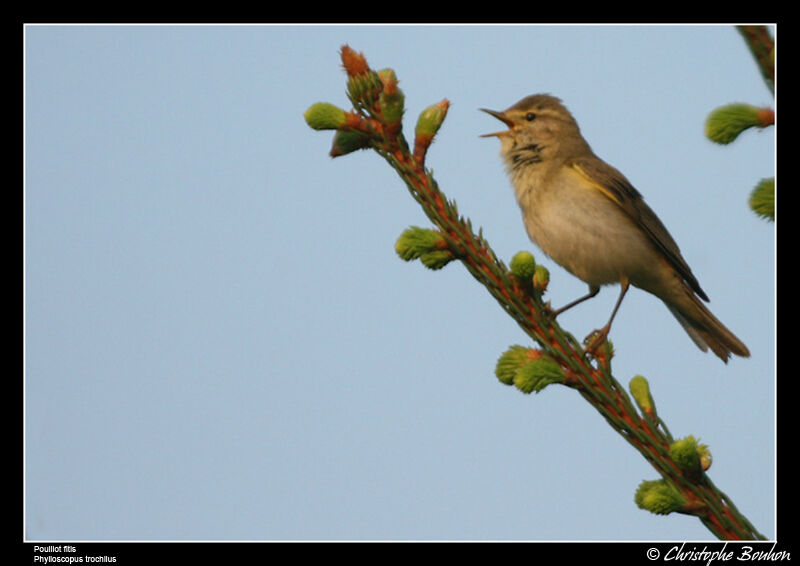 Willow Warbler