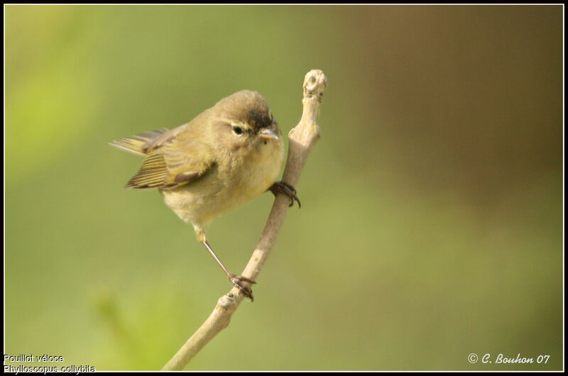 Common Chiffchaff