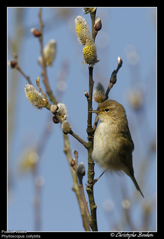 Common Chiffchaff, identification, Behaviour