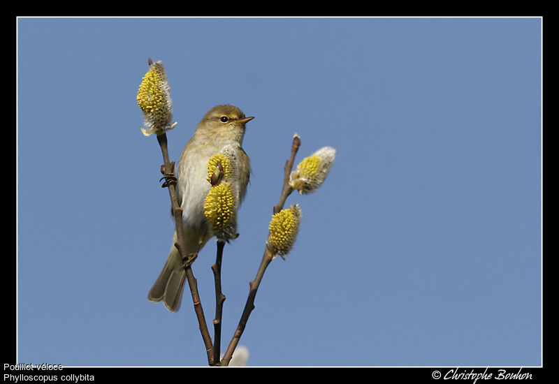 Common Chiffchaff, identification