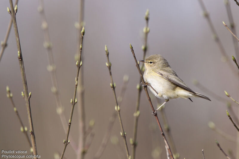 Pouillot véloce, identification