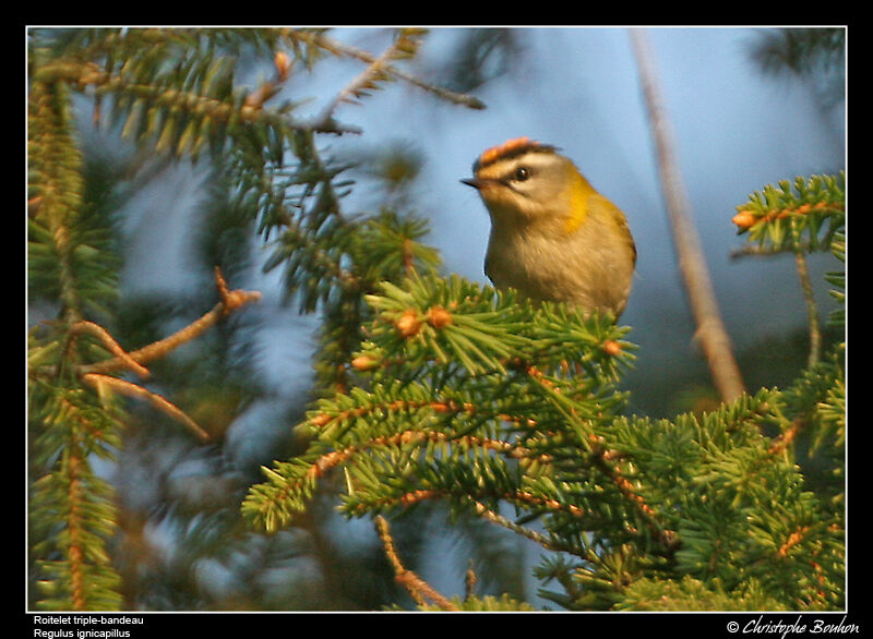 Common Firecrest