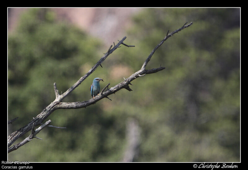 European Roller