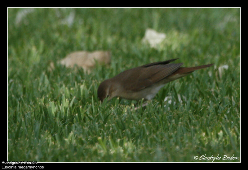 Common Nightingale