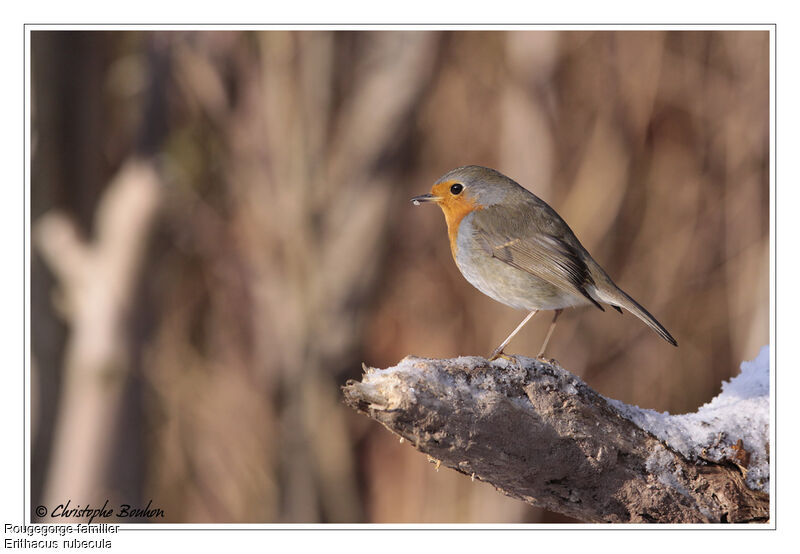 European Robin, identification