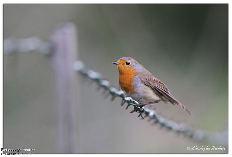 European Robin, identification