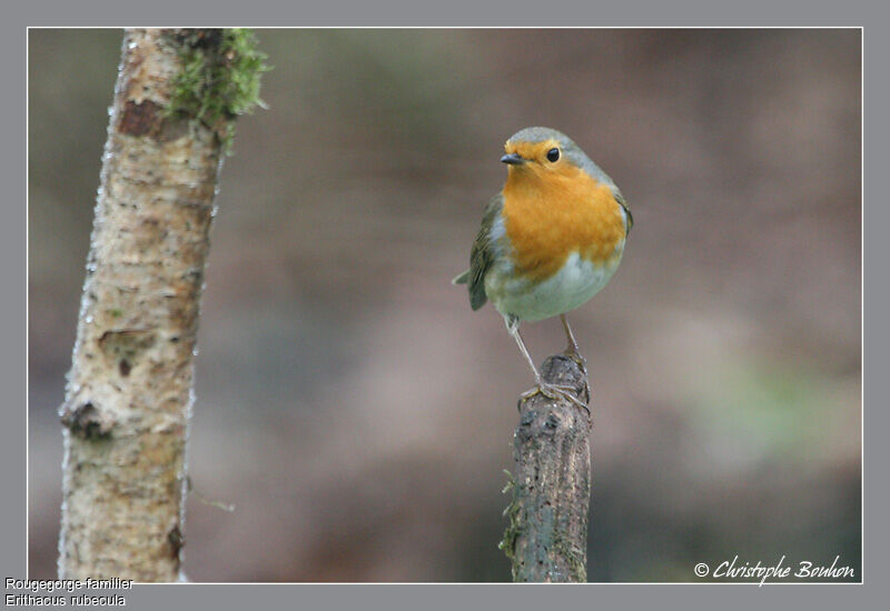 European Robin, identification