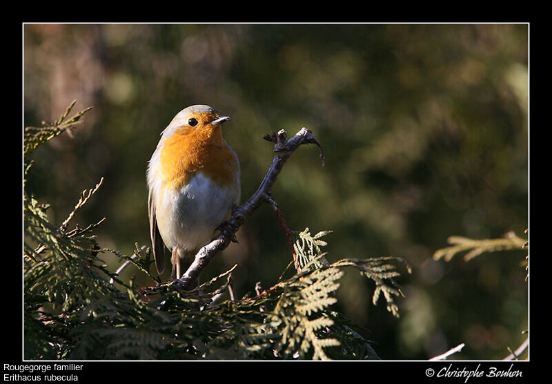 European Robin, identification