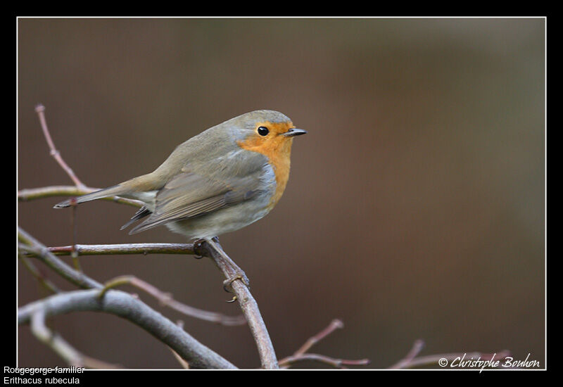 European Robin, identification