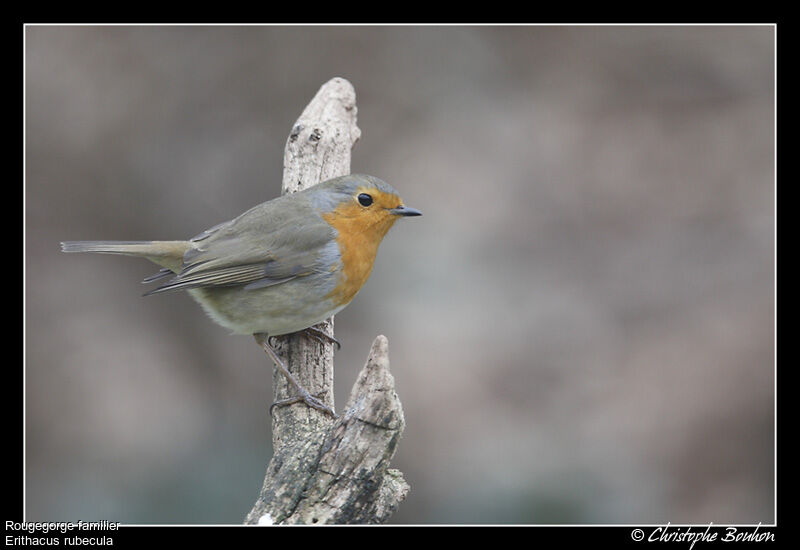 Rougegorge familier, identification