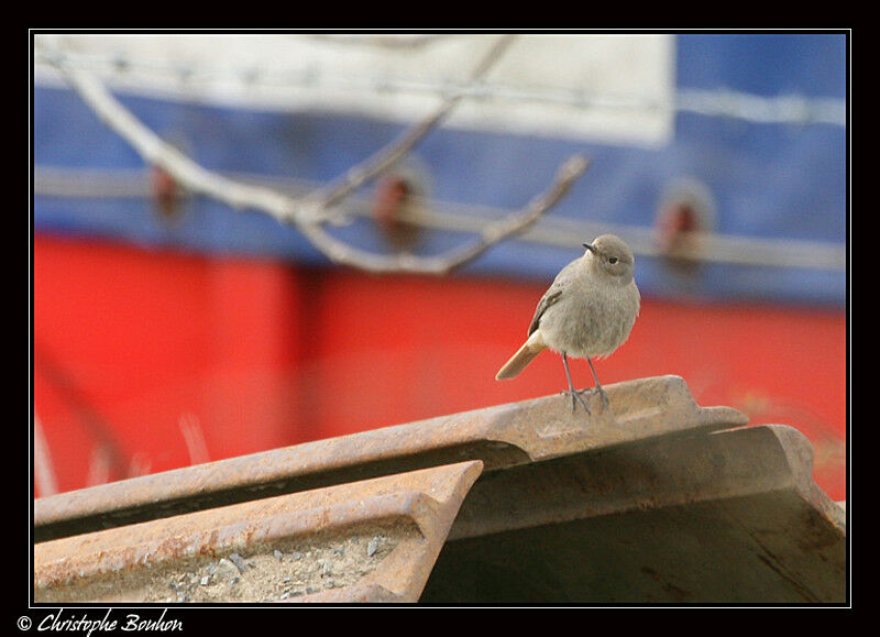 Black Redstart