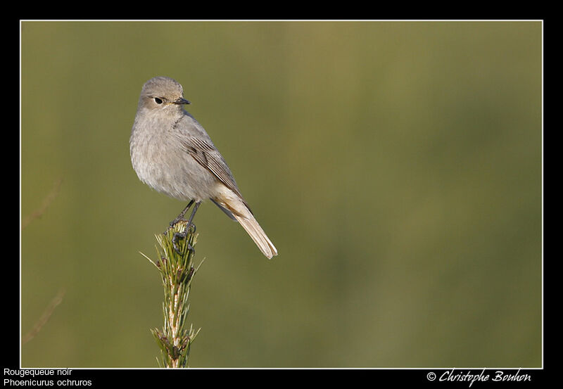 Black Redstart, identification