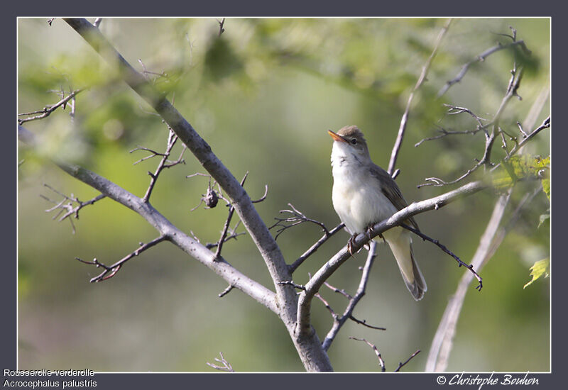 Marsh Warbler, identification