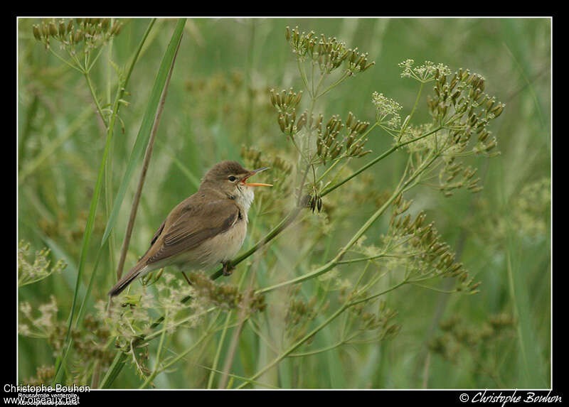 Rousserolle verderolle mâle adulte nuptial, habitat, pigmentation, chant