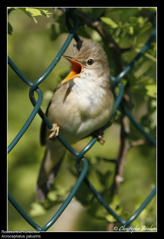 Marsh Warbler, identification