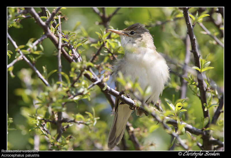 Rousserolle verderolle, identification