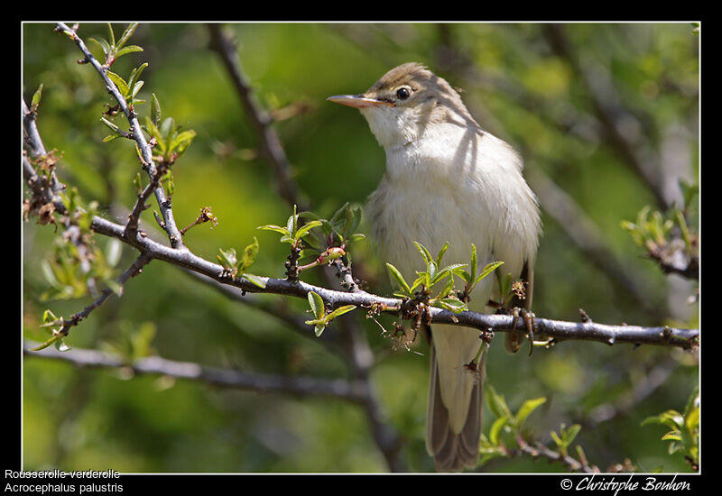 Rousserolle verderolle, identification