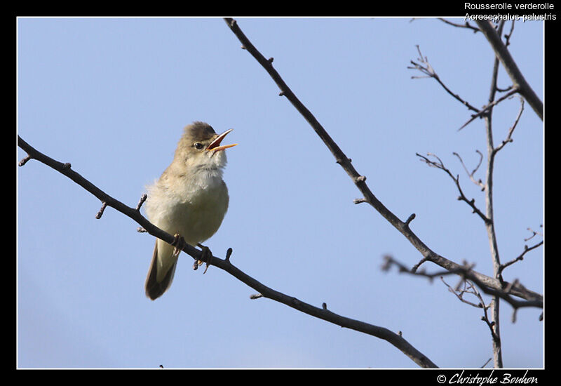 Rousserolle verderolle, identification