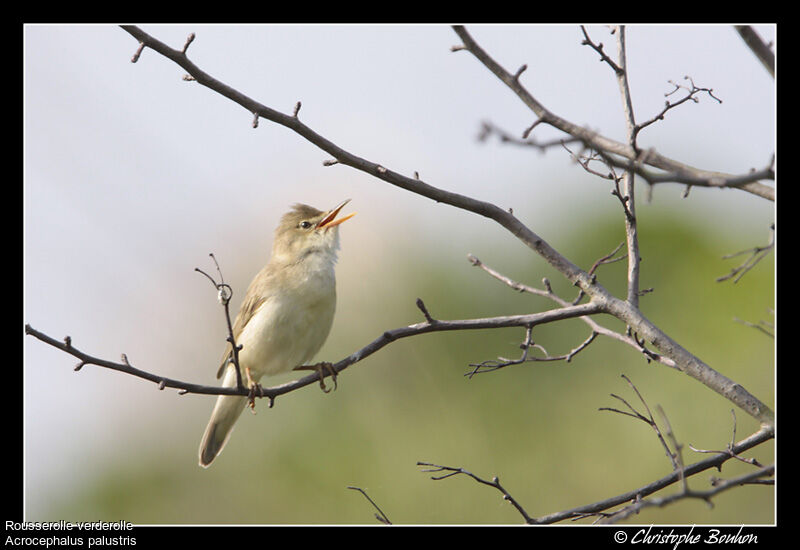 Marsh Warbler, identification