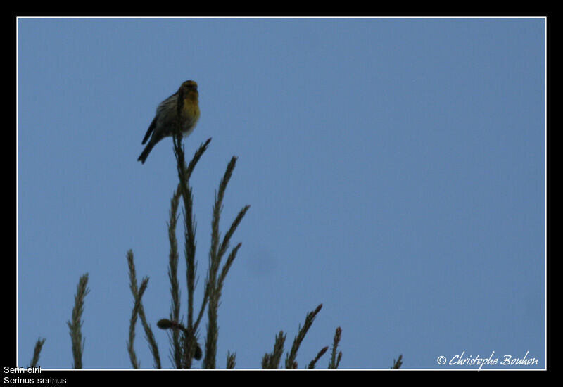 Serin cini