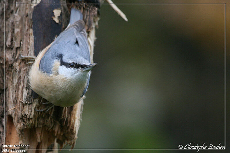 Eurasian Nuthatch