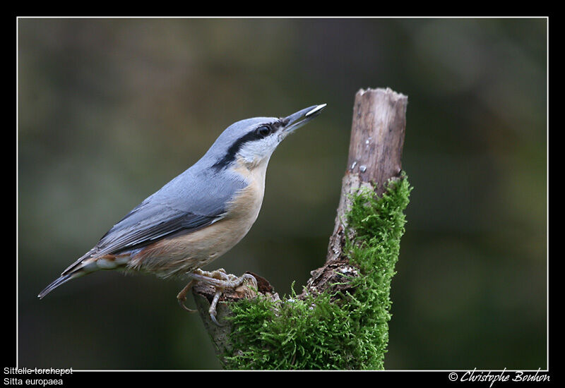 Eurasian Nuthatch