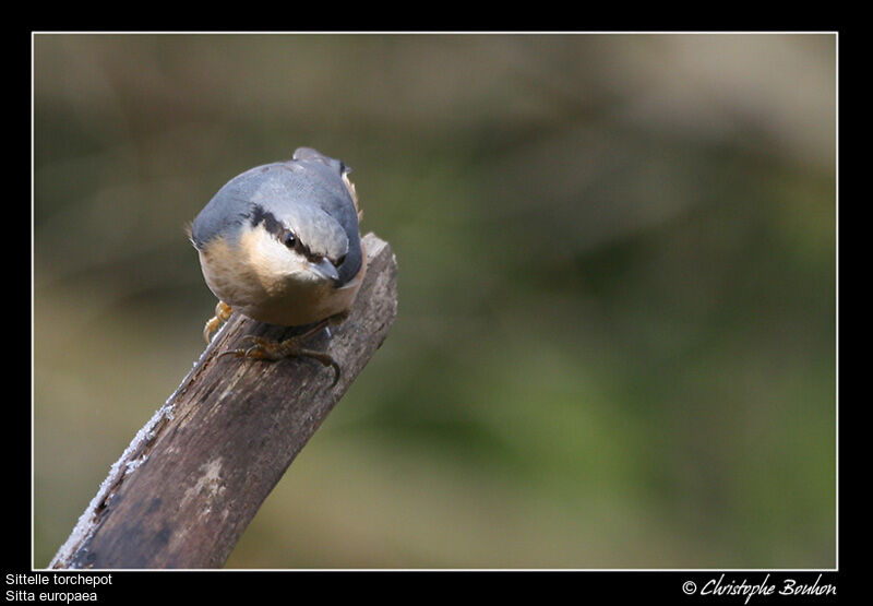 Eurasian Nuthatch