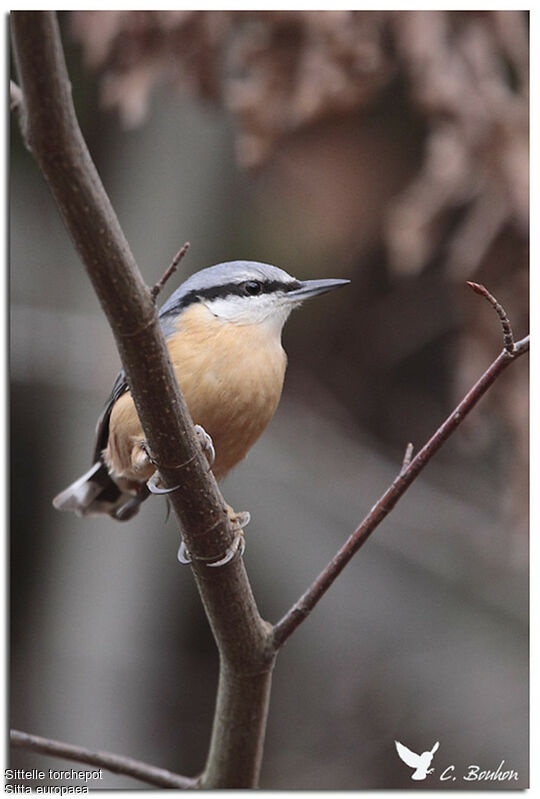 Eurasian Nuthatch, identification