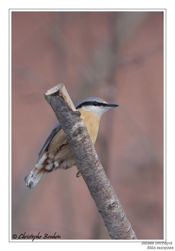 Eurasian Nuthatch, identification