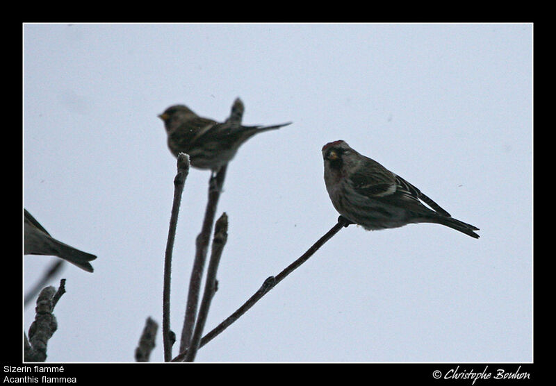 Common Redpoll