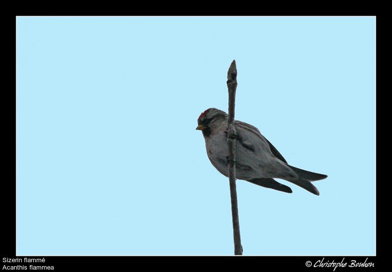 Common Redpoll