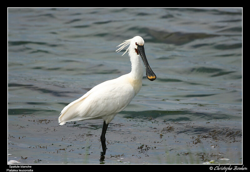 Eurasian Spoonbill