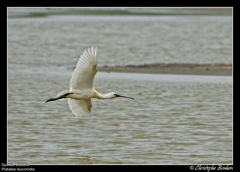 Eurasian Spoonbill