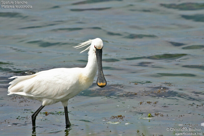 Eurasian Spoonbill