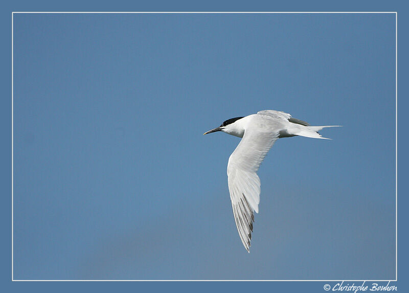 Sandwich Tern