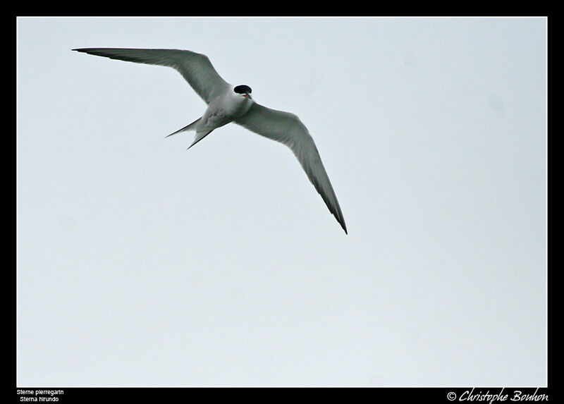 Common Tern