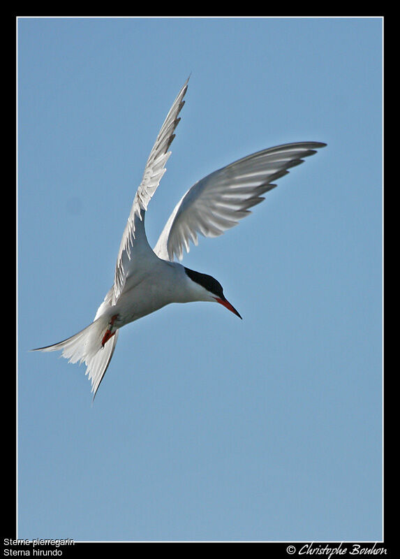 Common Tern