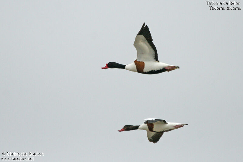 Common Shelduckadult