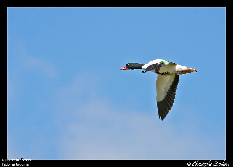 Common Shelduck